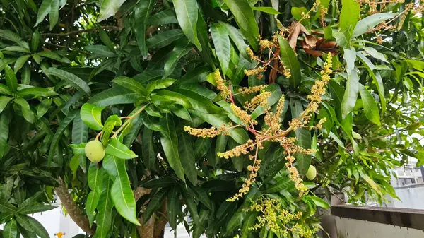 Bir mango ağacının çiçek açan dalına bakıyorum..