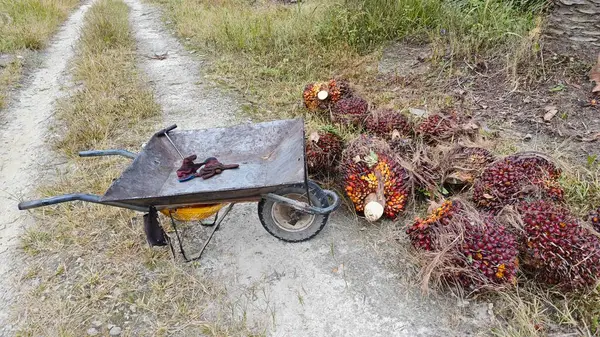 Ekinler arasında, tohum tomurcukları (tomurcukları) dizilmiş çiğ hurma ağaçları vardır..