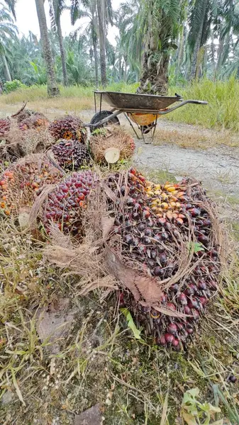Ekinler arasında, tohum tomurcukları (tomurcukları) dizilmiş çiğ hurma ağaçları vardır..