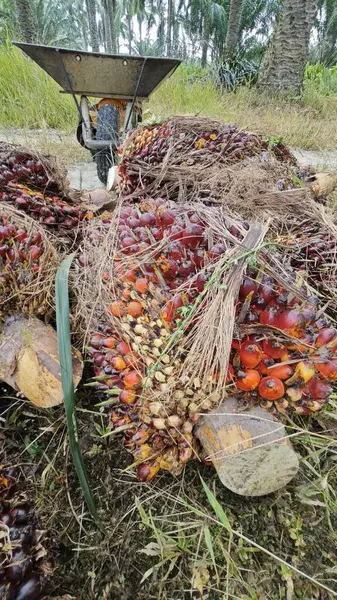 Ekinler arasında, tohum tomurcukları (tomurcukları) dizilmiş çiğ hurma ağaçları vardır..