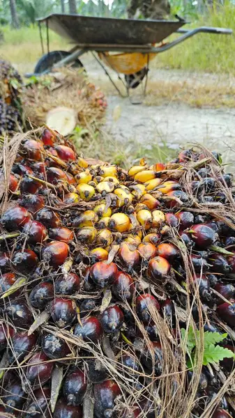 Ekinler arasında, tohum tomurcukları (tomurcukları) dizilmiş çiğ hurma ağaçları vardır..