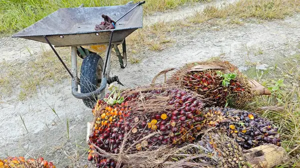 Ekinler arasında, tohum tomurcukları (tomurcukları) dizilmiş çiğ hurma ağaçları vardır..
