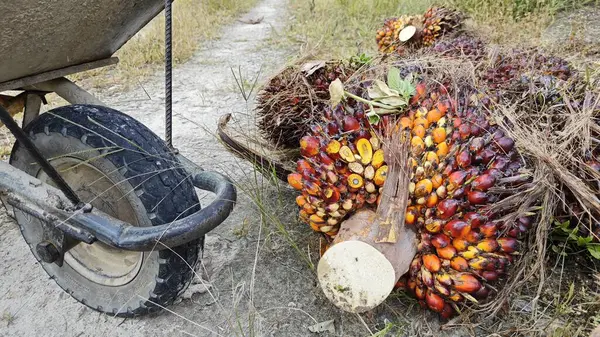 Ekinler arasında, tohum tomurcukları (tomurcukları) dizilmiş çiğ hurma ağaçları vardır..