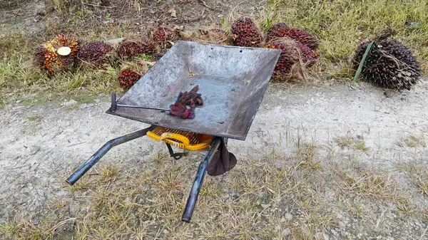 Ekinler arasında, tohum tomurcukları (tomurcukları) dizilmiş çiğ hurma ağaçları vardır..