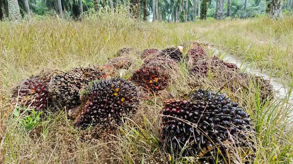 Ekinler arasında, tohum tomurcukları (tomurcukları) dizilmiş çiğ hurma ağaçları vardır..