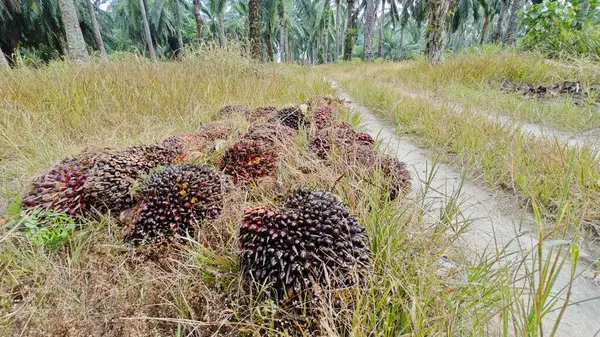 Ekinler arasında, tohum tomurcukları (tomurcukları) dizilmiş çiğ hurma ağaçları vardır..