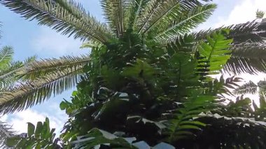 Ağaç kabuğundan ve etrafından filizlenen yabani bitki örtüsüne doğru bakıyorum.. 