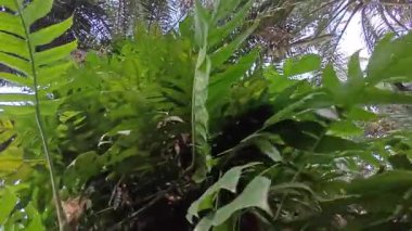 Ağaç kabuğundan ve etrafından filizlenen yabani bitki örtüsüne doğru bakıyorum.. 