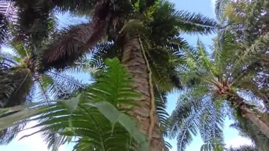 Ağaç kabuğundan ve etrafından filizlenen yabani bitki örtüsüne doğru bakıyorum.. 