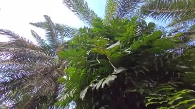 Ağaç kabuğundan ve etrafından filizlenen yabani bitki örtüsüne doğru bakıyorum.. 