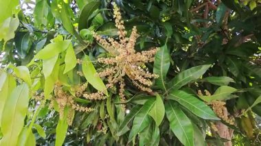 Bir mango ağacının çiçek açan dalına bakıyorum..