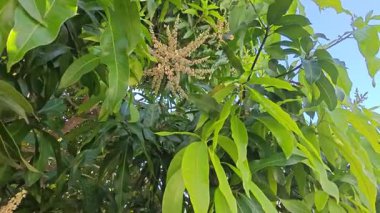 Bir mango ağacının çiçek açan dalına bakıyorum..