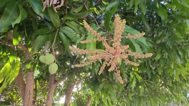 Bir mango ağacının çiçek açan dalına bakıyorum..