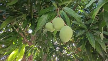 Bir mango ağacının çiçek açan dalına bakıyorum..