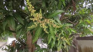 Bir mango ağacının çiçek açan dalına bakıyorum..