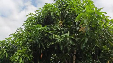 Bir mango ağacının çiçek açan dalına bakıyorum..