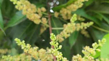 Bir mango ağacının çiçek açan dalına bakıyorum..