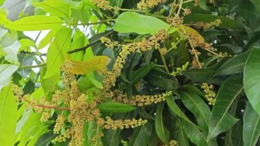 Bir mango ağacının çiçek açan dalına bakıyorum..