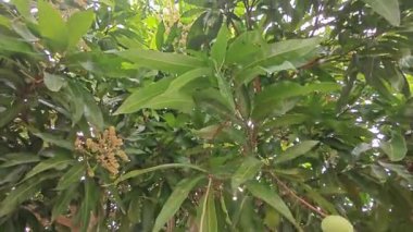 Bir mango ağacının çiçek açan dalına bakıyorum..