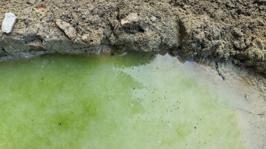 Kurumuş su birikintisinin yanındaki aşırı küçük ateş karınca labirenti yuvası..