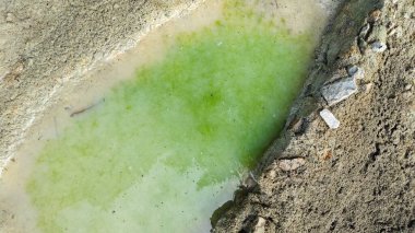 Kurumuş su birikintisinin yanındaki aşırı küçük ateş karınca labirenti yuvası..