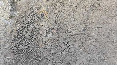 Kurumuş su birikintisinin yanındaki aşırı küçük ateş karınca labirenti yuvası..