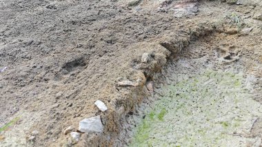 Kurumuş su birikintisinin yanındaki aşırı küçük ateş karınca labirenti yuvası..
