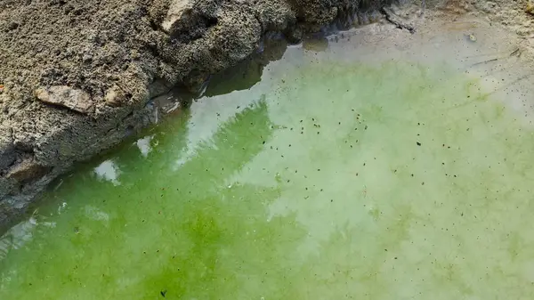 Kurumuş su birikintisinin yanındaki aşırı küçük ateş karınca labirenti yuvası..