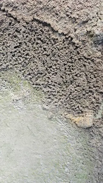 Kurumuş su birikintisinin yanındaki aşırı küçük ateş karınca labirenti yuvası..