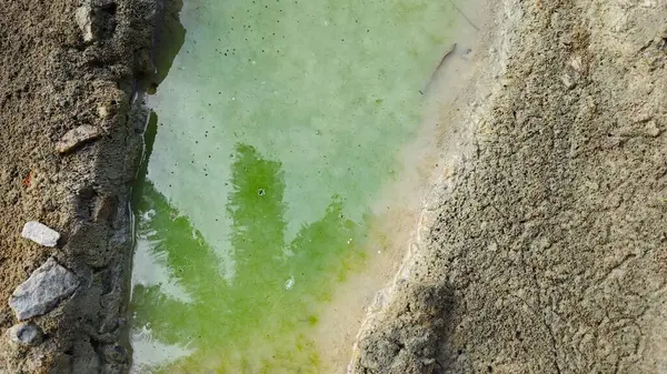Kurumuş su birikintisinin yanındaki aşırı küçük ateş karınca labirenti yuvası..