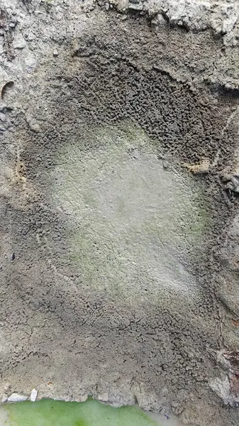 Kurumuş su birikintisinin yanındaki aşırı küçük ateş karınca labirenti yuvası..