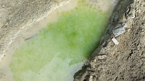 Kurumuş su birikintisinin yanındaki aşırı küçük ateş karınca labirenti yuvası..