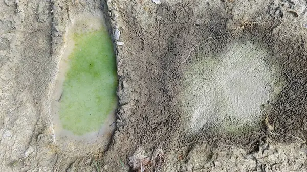 Kurumuş su birikintisinin yanındaki aşırı küçük ateş karınca labirenti yuvası..