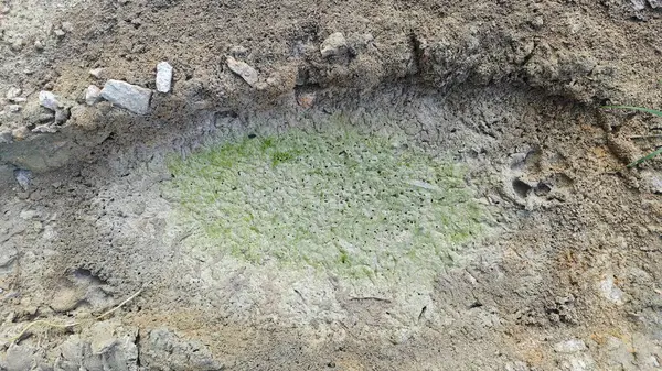 Kurumuş su birikintisinin yanındaki aşırı küçük ateş karınca labirenti yuvası..