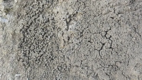 Kurumuş su birikintisinin yanındaki aşırı küçük ateş karınca labirenti yuvası..