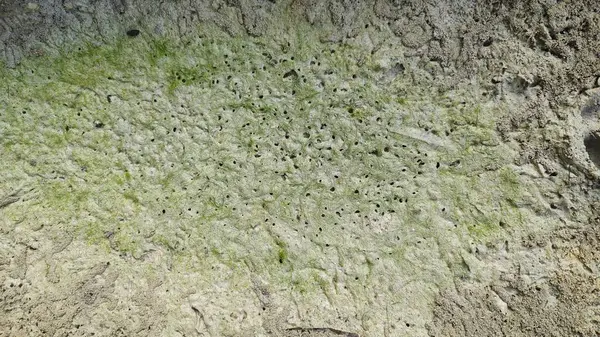 Kurumuş su birikintisinin yanındaki aşırı küçük ateş karınca labirenti yuvası..