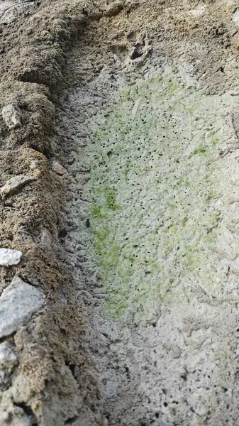 Kurumuş su birikintisinin yanındaki aşırı küçük ateş karınca labirenti yuvası..