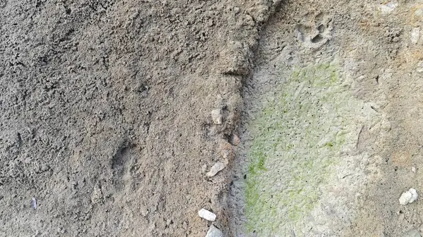 Kurumuş su birikintisinin yanındaki aşırı küçük ateş karınca labirenti yuvası..