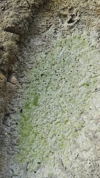 Kurumuş su birikintisinin yanındaki aşırı küçük ateş karınca labirenti yuvası..