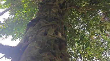 Yukarı bakan banyan kökleri palmiye yağı gövdesini boğar..