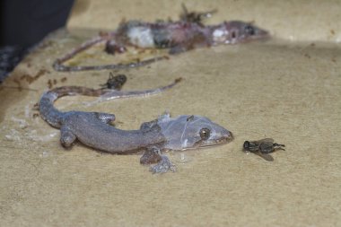 Bazı ev haşereleri yapışkan kağıt tuzağına sıkışmış..