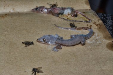 Bazı ev haşereleri yapışkan kağıt tuzağına sıkışmış..