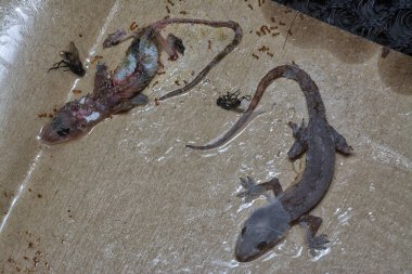 Bazı ev haşereleri yapışkan kağıt tuzağına sıkışmış..