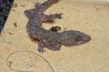 Bazı ev haşereleri yapışkan kağıt tuzağına sıkışmış..