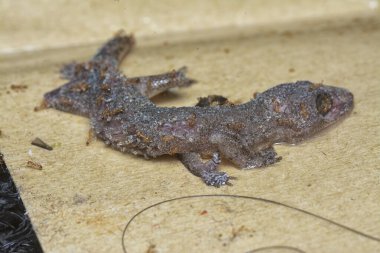 Bazı ev haşereleri yapışkan kağıt tuzağına sıkışmış..