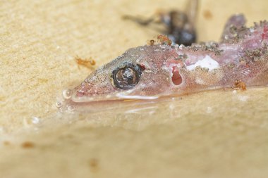 Bazı ev haşereleri yapışkan kağıt tuzağına sıkışmış..
