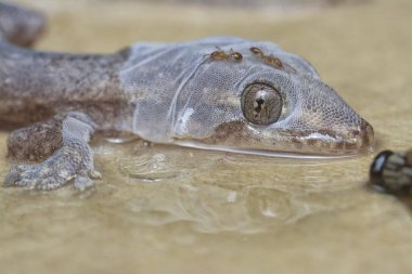 Bazı ev haşereleri yapışkan kağıt tuzağına sıkışmış..