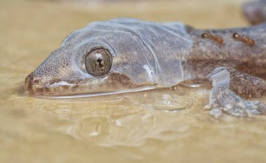Bazı ev haşereleri yapışkan kağıt tuzağına sıkışmış..
