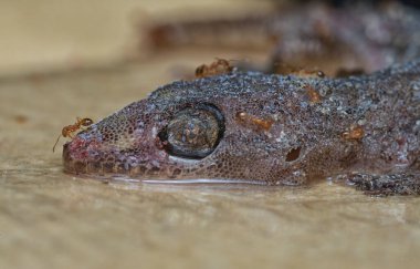 Bazı ev haşereleri yapışkan kağıt tuzağına sıkışmış..