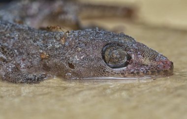 Bazı ev haşereleri yapışkan kağıt tuzağına sıkışmış..